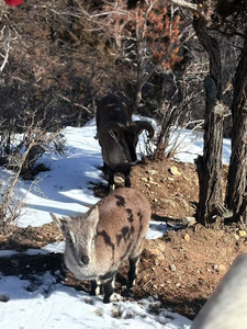 2025年贺兰山森林公园、宁夏农旅产业园团建